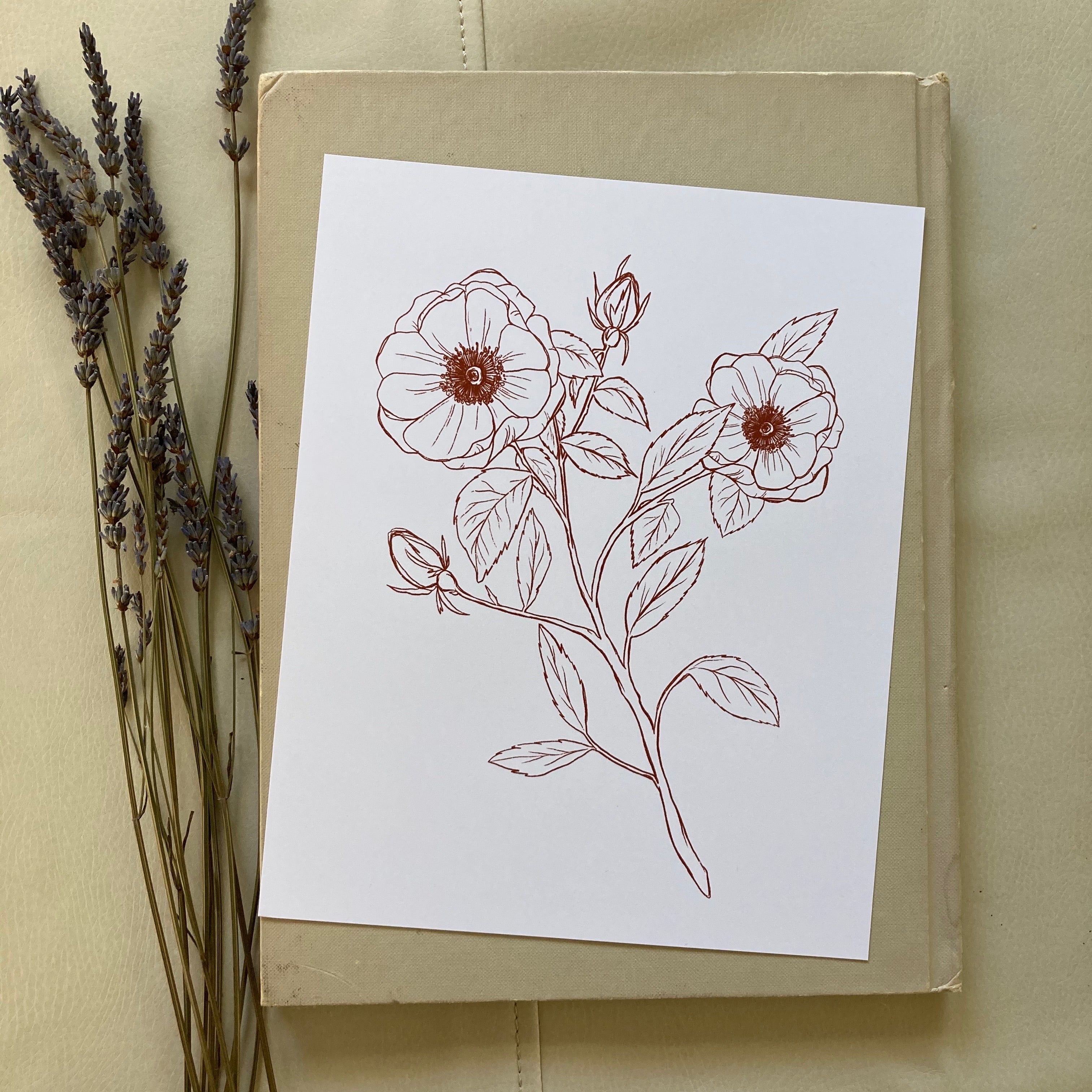 Botanical Ink Drawing – Pip & J Papery